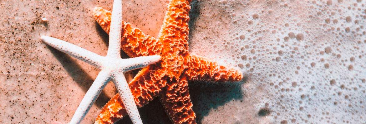 Opposites attract: finding your dream honeymoon